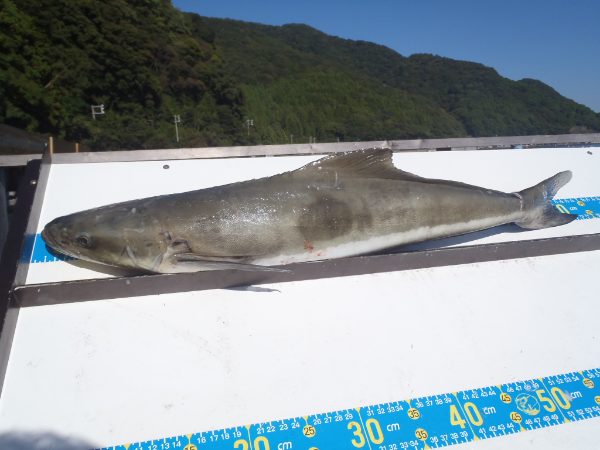 ヘタが崎沖筏　渡部様　３名の写真